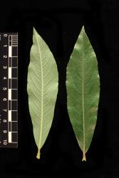 Salix myrsinifolia. Leaf pair showing lower (left) and upper surfaces.
 Image: D. Glenny © Landcare Research 2020 CC BY 4.0